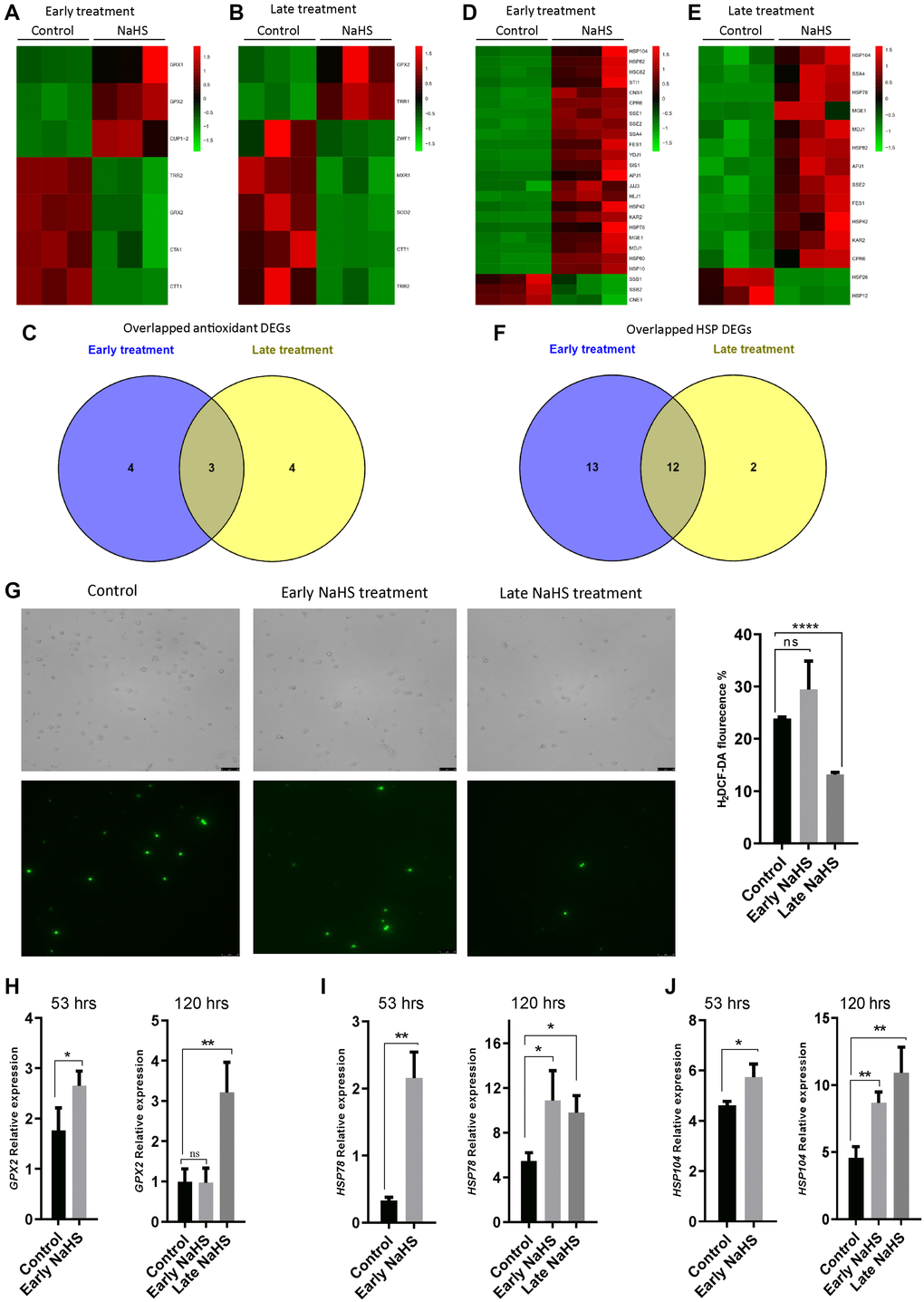 The late NaHS treatment is more cyto-protective. (A and B) Heat maps of antioxidant DEGs in the early and late NaHS treatments. (C) Venn diagram representing overlapped antioxidant DEGs. (D and E) Heat maps of HSP DEGs in the early and late NaHS treatments. (F) Venn diagram representing overlapped HSP DEGs. (G) The generation of Reactive oxygen species (ROS) in the early and late NaHS treatments at day 5 (120 hours after inoculation) was imaged by fluorescence microscope (left) and quantified by calculating the ratio of positively stained cells (right). (H–J) qPCR analysis of GPX2 (H) HSP78 (I) and HSP104 (J) at 53 hours or 120 hours after inoculation with or without the indicated NaHS treatment. The expression of these genes were normalized with the expression of actin (ACT).*p **p ***p ****p 