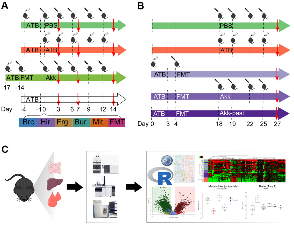 Schematic view of the experimental design. (A) Several commensals in mono-associated mice previously decontaminated by broad spectrum antibiotics (ATB) were administered by oral gavage. Akkermansia muciniphila (Akk) was administered by oral gavage to mice previously decontaminated by broad spectrum ATB and transplanted with human fecal material (FMT). Continuous ATB was administrated in the drinking water of the animals. (B) Mice previously decontaminated by broad spectrum ATB and FMT-treated, received Akk or the pasteurized form of Akk (Akk-past) by oral gavage (versus continuous FMT or ATB). PBS was administered as control (in both, (A, B) designs). (C) General methodology for metabolomics. The impact of the different treatments on the local (ileal, colon) and distal (liver, plasma) metabolome was evaluated using gas and liquid chromatography coupled to mass spectrometry allowing to detect a broad range of targeted and untargeted metabolites. Metabolite extraction was performed on the different organs collected from mice at the experiment day marked with a red arrow in (A, B). Extracts were processed and analyzed by liquid- and gas-chromatography coupled to mass spectrometry. Data was merged and analyzed using the GRmeta package in R or a built-in software, Compound Discoverer, for untargeted metabolomics. ATB, antibiotics; PBS, phosphate buffer saline; Brc, Burkholderia cepacia; Hir, Enterococcus hirae; Frg, Bacteroides fragilis; Bur, Burkholderia sp.; Mit, Catenibacterium mitsuokella; FMT, fecal microbiota transplant; Akk, Akkermansia muciniphila; Akk-past, pasteurized Akkermansia muciniphila.