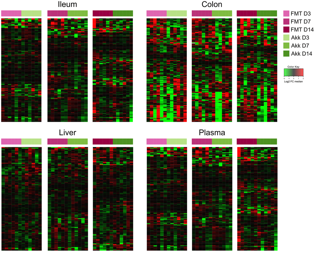 Ileum, colon, liver, and plasma targeted metabolites relative abundance variations in mice treated with FMT or Akk at days 3, 7 and 14 after the first oral gavage. Hierarchical clustering (euclidean distance, ward linkage method) of the metabolite abundance is shown. Note that Supplementary Figures 6 to 9 provide the names of each of the metabolites, for each of the different matrices. The purpose of this figure is to allow for a direct comparison of the amplitude of the metabolic effects of manipulation of the microbiota. FMT, fecal microbiota transplant; Akk, Akkermansia muciniphila; FC, fold change.