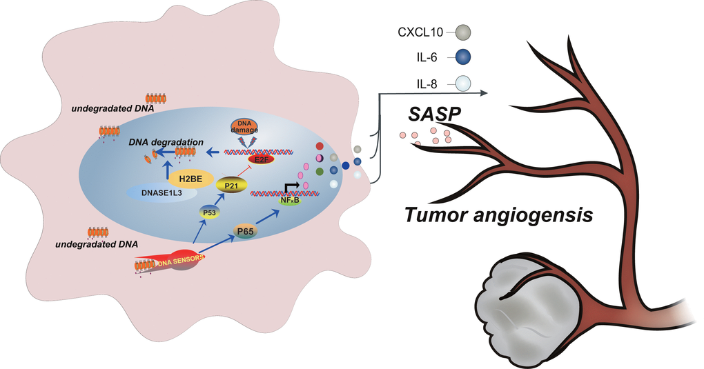 Model depicting DNASE1L3 regulation of tumor angiogenesis by controlling the senescence-associated secretory phenotype in response to stress.