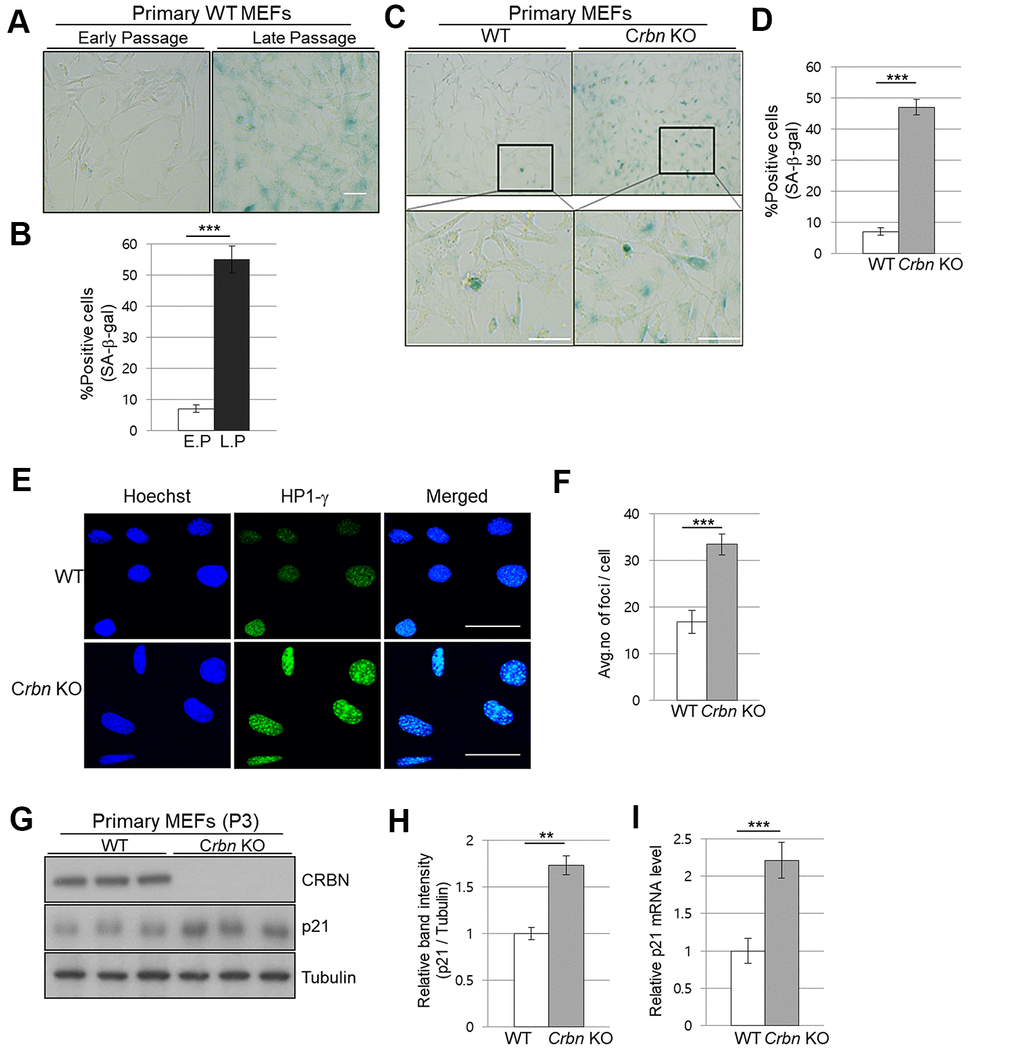 The absence of CRBN induces the markers of cellular senescence in the primary mouse embryonic fibroblast. (A, C) Representative staining images showing SA-β-Gal(blue-stained cells) in primary MEFs. E.P = early passage (P3), L.P = late passage (P8-10) Scale bar = 100μm. (B, D) Quantification of SA-β-Gal-positive cells shown in (A, C) respectively. Results are expressed as the percentage of stained cells (mean ± SEM). (E) Representative images for HP1-γ foci by immunofluorescence staining. (F) Quantitative analysis of HP1-γ foci per cell. (G) Endogenous levels proteins as determined by western blot analysis using extracts from the WT and CRBN KO MEFs. The passage numbers were indicated in the figure. Proteins were subjected to immunoblotting with the anti–CRBN, anti-p21, and anti–Tubulin antibodies. Tubulin was used as a loading control. (H) The relative band ratio of CRBN and p21 to tubulin as determined by densitometric analysis of the blots in (G). (I) Total RNA was isolated from each type of MEFs and subjected to qRT-PCR to measure the mRNA expression of p21. Expression was normalized against β-actin mRNA levels. Fold changes in the mRNA levels relative to control WT MEF is shown. The results shown are representative of five independent experiments. *P P P 