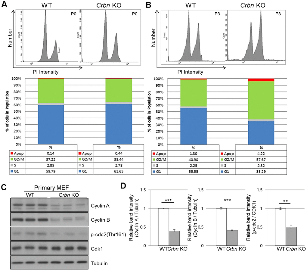 CRBN deficient fibroblast exhibits G2/M cell cycle arrest. (A, B) PI staining and cell cycle distribution analysis of WT and CRBN KO Primary MEFs in P0 and P3. Cells were stained with PI and analyzed for cell cycle distribution using flow cytometry. Representative images of flow cytometry plots are shown. The graph indicates the distribution of each cell cycle phase with different colors, G0/G1(blue), S(gray), and G2/M(green) phases. (C) Western blots analysis using extracts of MEF cells in the early passage were immunoblotted with the anti-Cyclin A, anti-Cyclin B, anti-Cdk1, anti-p-cdc2, and anti–Tubulin antibodies. Tubulin was used to confirm equal protein loading. (D) Relative band intensities as determined by densitometric analysis of the blots in (C). The results shown are representative of five independent experiments. *P P P 