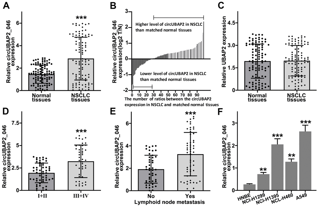 (A) RT-PCR detection of circUBAP2