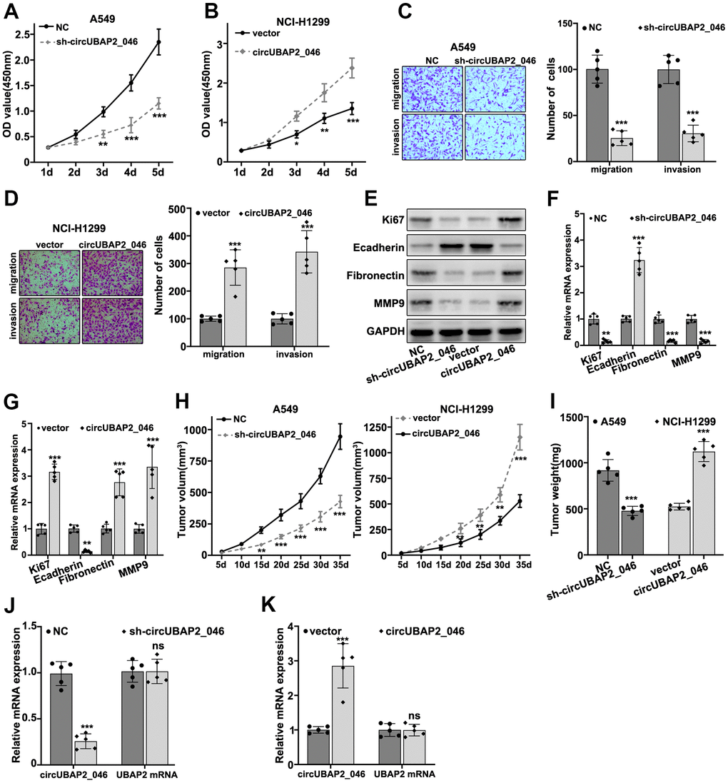 (A, B) CCK8 assay on A549 and NCI-H1299 cell line, which were transfected by sh-circUBAP2