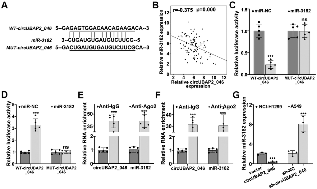 (A) Bioinformatic prediction on the binding sites of wild-type circUBAP2