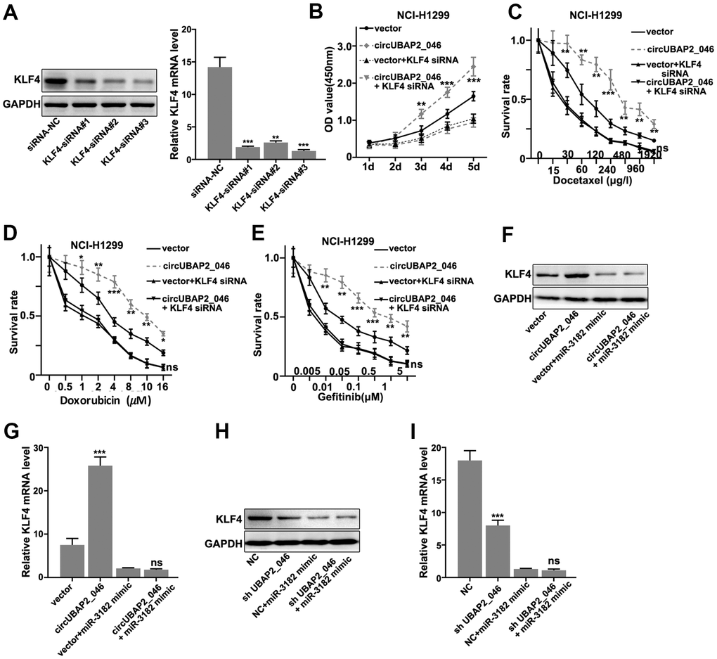 (A) Western-Blot and RT-PCR analysis on the siRNA inhibitory effects on the protein and mRNA expression level of KLF4. (B) CCK8 cell viability assay on NCI-H1299 cell line model transfected with circUBAP2