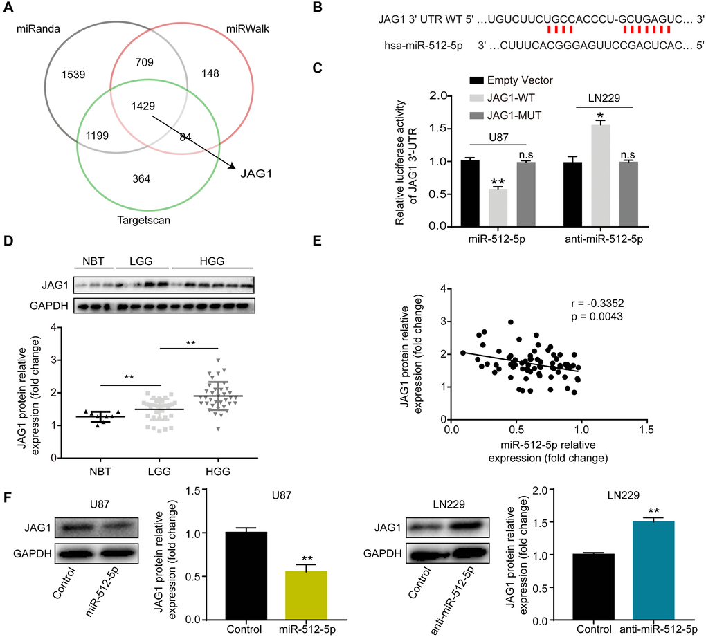 miR-512-5p targets JAG1. (A) Venn diagrams show the targets of miR-512-5p. (B) The predicted miR-512-5p binding site on JAG1 3'-UTR (wild type, WT) is shown in red. (C) Dual luciferase reporter assays were used to confirm the binding site of miR-512-5p and JAG1. ( n.s, no significance, *p **p t-test, compared to the JAG1-WT group.) (D) JAG1 expression in NBTs (n = 8) and glioma tissues (n = 71) as determined by western blotting. (*p t-test) (E) The relationship between miR-512-5p and JAG1 was performed by Pearson’s correlation test (r = -0.3352, represent inverse relationship). (F) JAG1 expression determined after transfecting cells with corresponding vectors by western blotting analysis. *p **p t-test, compared to the Control group. Data are represented as the mean ± standard deviation of three independent experiments.