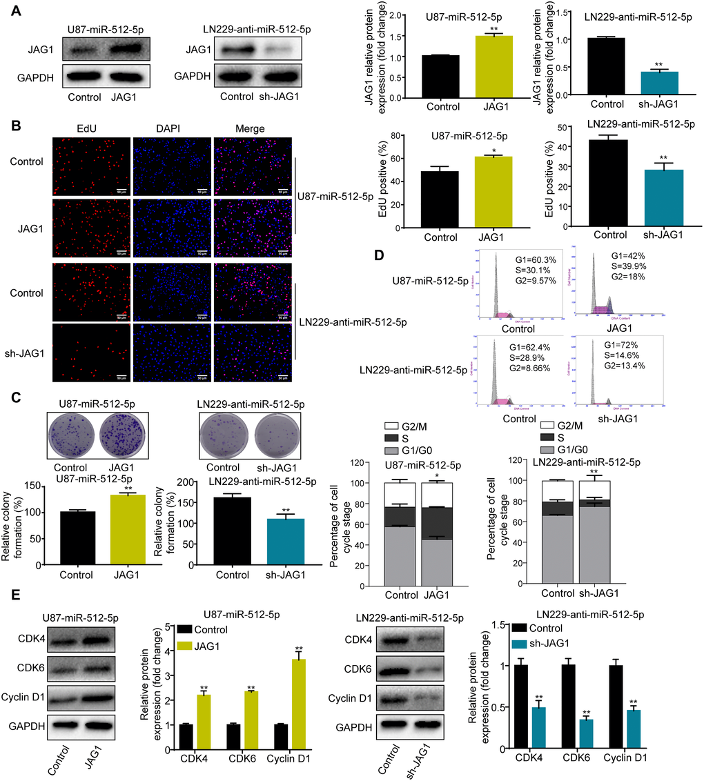 JAG1 mediates the effect of miR-512-5p on GBM cells. (A) JAG1 expression determined by western blotting after transfecting U87-miR-512-5p or LN229-anti-miR-512-5p cells with JAG1 or sh-JAG1. (B) Cell proliferation activity as examined by EdU assays. (200 ×) (C) Cell proliferation activity as examined by colony formation assays. (D) Analysis of cell cycle by flow cytometry. (E) G1-arrest-relevant cell cycle regulators determined by western blotting. Data are represented as the mean ± standard deviation of three independent experiments. *p **p t-test, compared to the Control group.