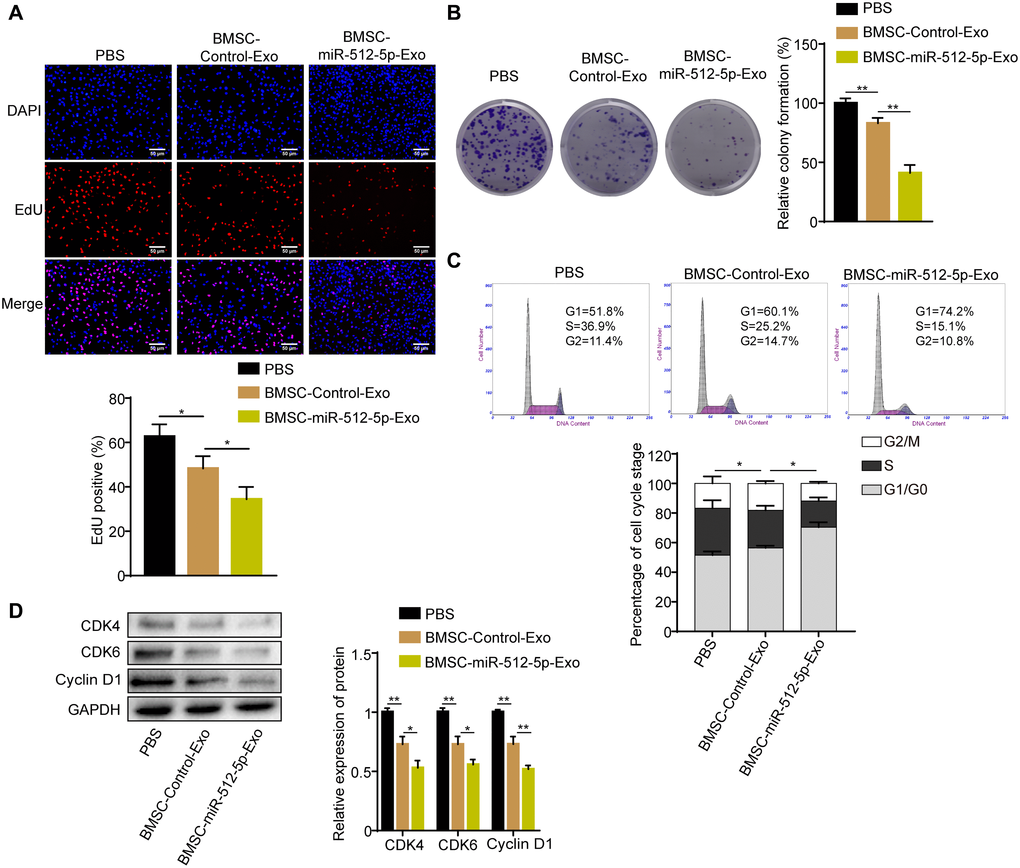 BMSC-exosomal miR-512-5p inhibits GBM cell proliferation and causes cell cycle arrest. (A) Cell proliferation activity as examined by EdU assays. (200 ×) (B) Cell proliferation activity as examined by colony formation assays. (C) Analysis of cell cycle by flow cytometry. (D) G1-arrest-relevant cell cycle regulators determined by western blotting assays. Data are represented as the mean ± standard deviation of three independent experiments. *p **p t-test, compared to the Control group.