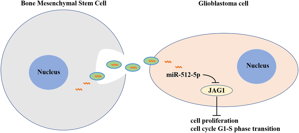 Exosomes derived from MicroRNA-512-5p transfected bone mesenchymal stem cell inhibit glioblastoma progression by targeting JAG1. BMSC-exosomal miR-512-5p inhibited the expression of JAG1 in GBM, and suppressed cell proliferation and G1-S phase cell cycle by inhibiting the expression of CDK4, CDK6 and Cyclin D1.