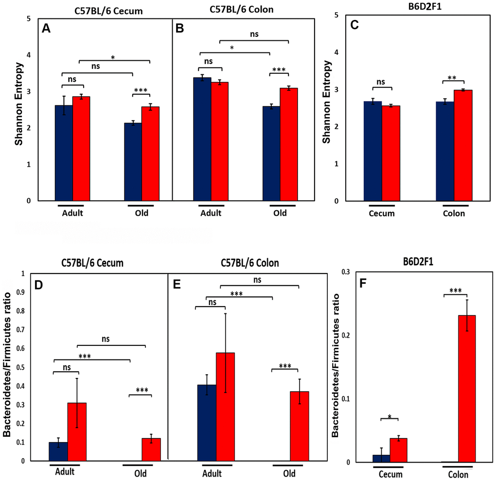 Effect of age and CR on microbiome. The top panel show the Shannon diversity index (Wagner et al., 2018) for the cecum (A) and colon (B) of adult and old C57BL/6JN mice and old B6D2F1 mice (C) fed AL (blue bars) or CR (red bars). The bottom panel show the ratio of Bacteroidetes to Firmicutes for the cecum (D) and colon (E) of adult and old C57BL/6JN mice and for the cecum and colon of old B6D2F1 (F) mice fed AL (blue bars) or CR (red bars). The data represent the mean and SEM for 8- 10 mice per group. *p