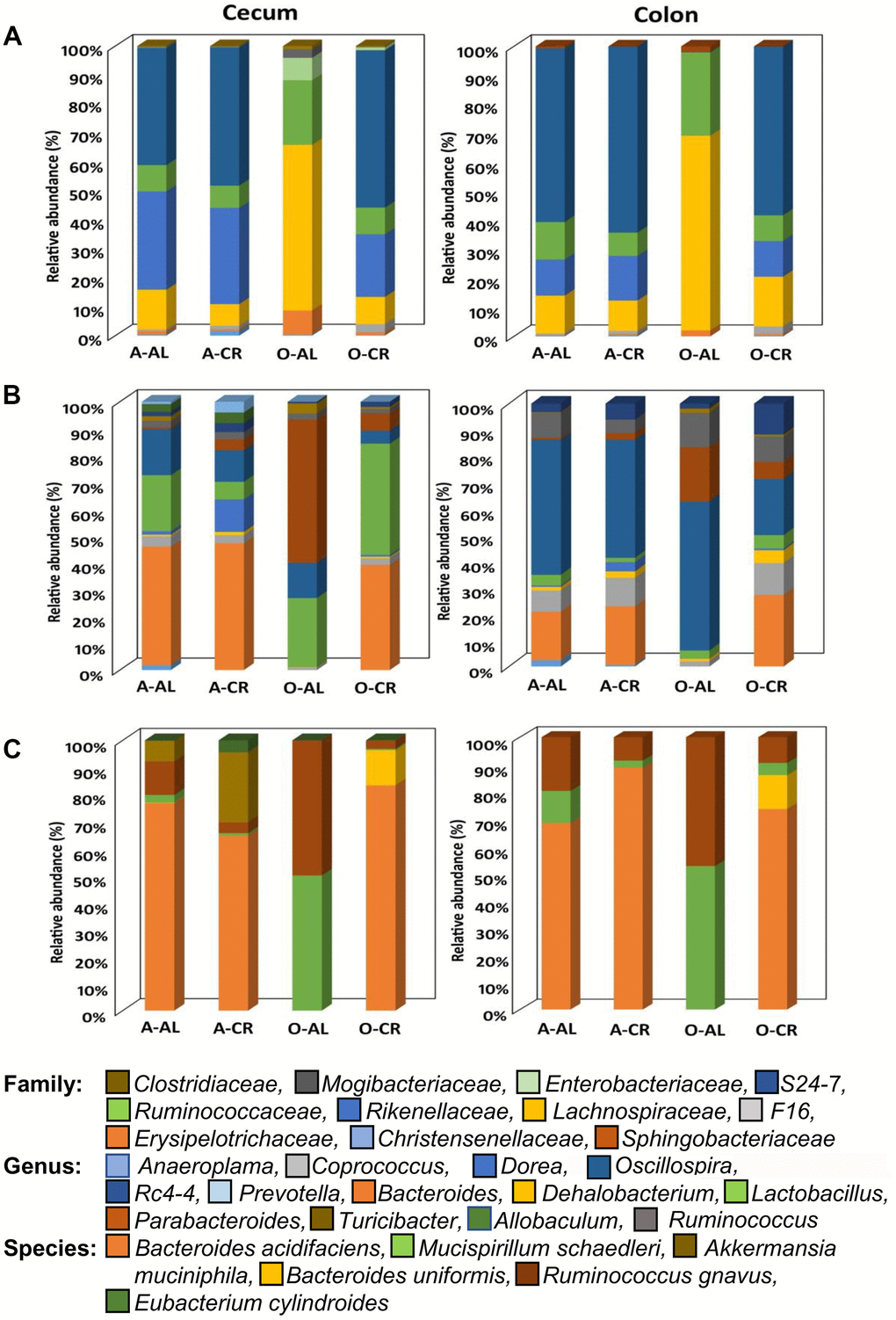 The abundance of microbes that changed with age or CR in C57BL/6 mice. The relative abundance of the 34 microbes that changed significantly in C57BL/6JN mice are shown for adult mice fed AL (A-AL) or CR (A-CR) and old mice fed AL (O-AL) or CR (O-CR). The microbiome data are presented on the basis of family (A), genus (B), or species (C) of the microbes found in either the cecum or colon of the mice.