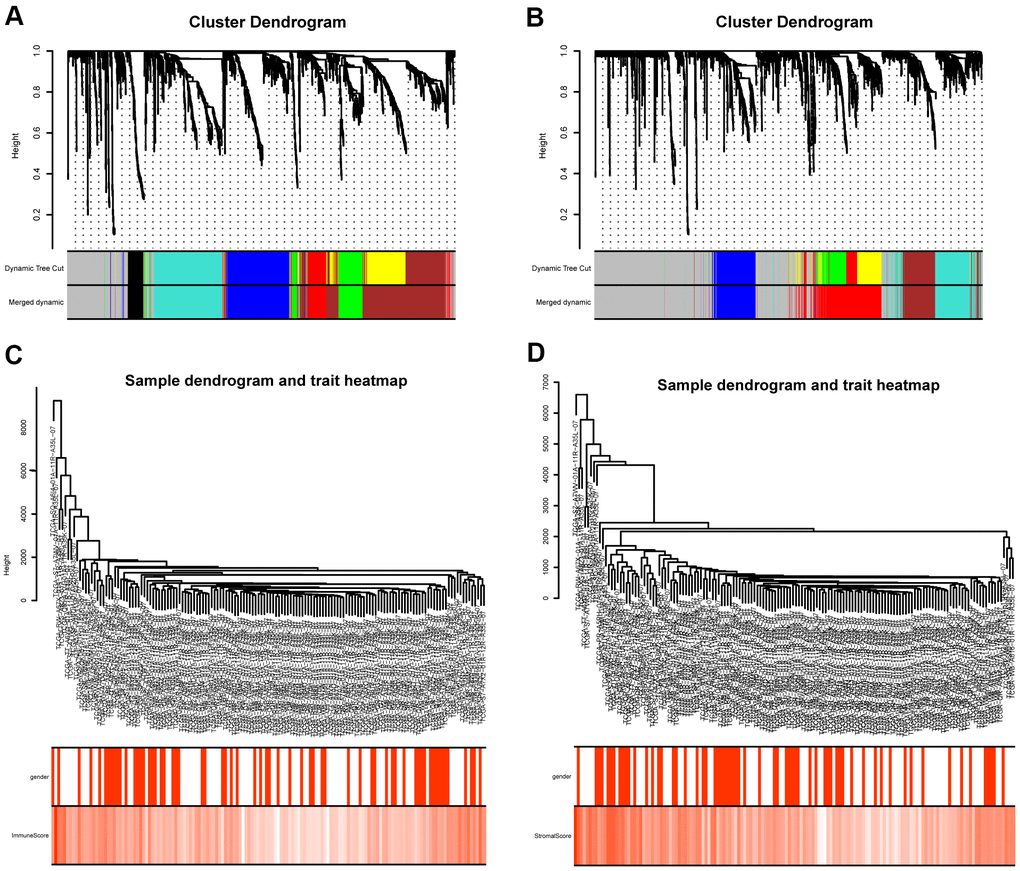 Gene coexpression module analysis. (A) Gene dendrogram and identified coexpression modules of DEGs between high- and low- immune score groups. (B) Gene dendrogram and identified coexpression modules of DEGs between high- and low- stromal score groups. (C) Sample dendrogram and trait heatmap of DEGs between high- and low- immune score groups. (D) Sample dendrogram and trait heatmap of DEGs between high- and low- stromal score groups.