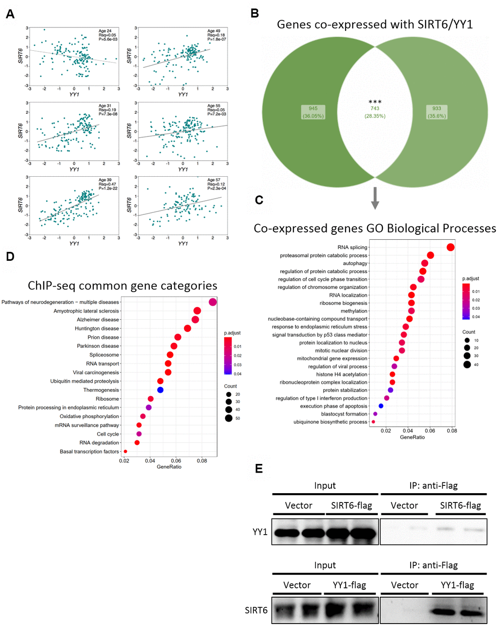 SIRT6 and YY1 present high similarity in targets. (A) Expression correlations in brains of 6 different donors, based on Allen Brain Atlas microarray data. Each graph is of a different donor and each point on the graph is a different spot of the donor’s brain. (B) Venn diagram of the top 2000 genes co-expressed with either SIRT6 or YY1, and their overlapping. (C) Enriched GO Biological Processes categories the overlapping genes are part of. (D) KEGG enrichment analysis of genes that present peaks in both SIRT6 and YY1 ChIP-seq data (2 cell lines per protein). (E) Western blots of co-immunoprecipitation experiments of SIRT6 and YY1. *** - p-value