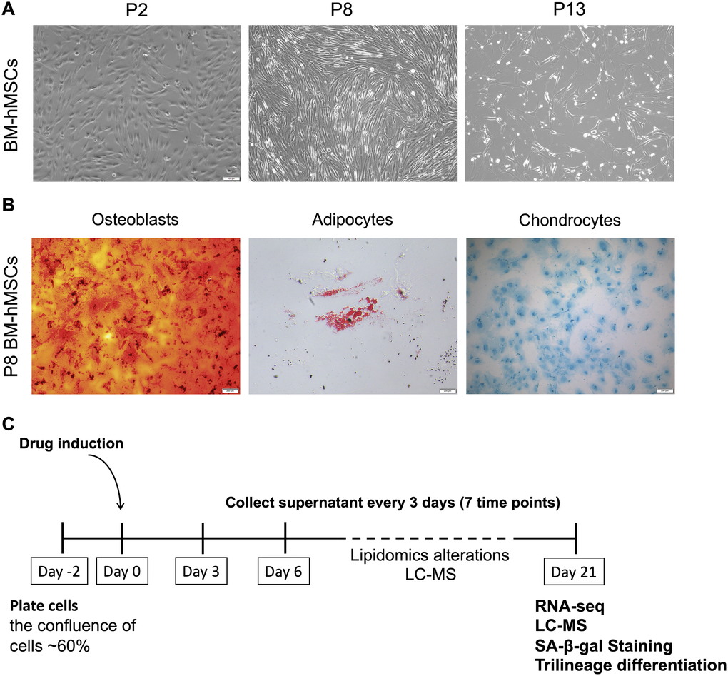 BM-hMSCs senescence phenotype and drug induction strategy. (A) Morphology of BM-hMSCs at passage 2 (p2), passage 8 (p8) and passage 13 (p13). Scale bar, 100 μm. (B) Trilineage differentiation of BM-hMSCs. Scale bar, 100 μm. (C) An illustration of the method used for drug treatment of hMSCs and evaluation system.