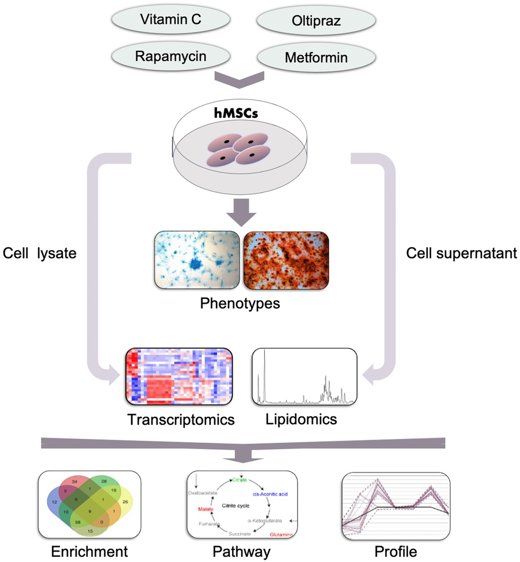 General workflow of the strategy established in this study. Cells such as hMSCs were treated with indicated drugs and the phenotypes were observed and determined which was used to classify the effect of drugs. Then the cells and supernatants which was collected at indicated time points were subjected to the lipidomics and transcriptomics analysis by MS. Furthermore, the altered genes, pathways and lipids were further analyzed based on the results of MS and to narrow down the underlying mechanisms for the drugs in inducing the observed phenotypes.