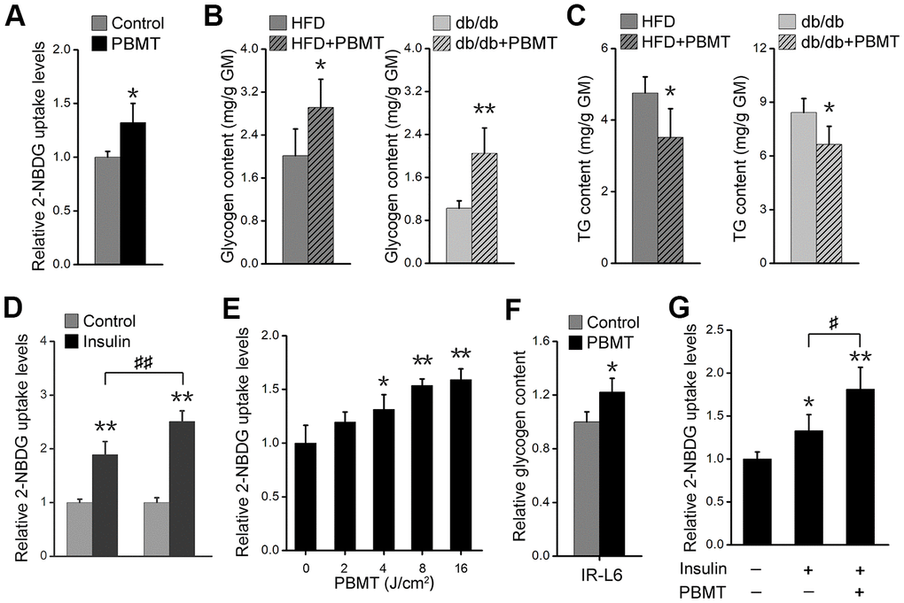 PBMT ameliorates metabolic disorders of skeletal muscle in mouse models. (A) 2-NBDG uptake of GMs 30 min after PBMT. The fresh muscles were isolated from HFD-fed mice for 6 weeks. Mean ± SD, n = 4. *p vs. the control group (Student’s t-test). (B, C) Glycogen (B) and TG (C) contents in GMs isolated from HFD-fed mice and db/db mice with or without PBMT for 10 weeks. The experiences were performed 12 hours after the last PBMT. Mean ± SD, n = 4. *p p vs. the PBMT-untreated mice (Student’s t-test). (D) 2-NBDG uptake in insulin-stimulated GM from HFD-fed mice with or without PBMT for 10 weeks. The experiences were performed 12 hours after the last PBMT. Mean ± SD, n = 4. **p vs. the control groups; ##p vs. the indicated group (Student’s t-test). (E) 2-NBDG uptake in IR-L6 myotubes 30 min after different doses of laser irradiation. Mean ± SD, n = 4. *p p vs. the PBMT-untreated group (Student’s t-test). (F) Glycogen content in IR-L6 myotubes treated with 8 J/cm2 PBMT every 12 h for 1 day. Six hours after the last PBMT, glycogen was measured. Mean ± SD, n = 4. *p vs. the control group (Student’s t-test). (G) 2-NBDG uptake in IR-L6 myotubes 30 min after 10 nM insulin and/or 8 J/cm2 PBMT. Mean ± SD, n = 4. *p p vs. the control group; #p vs. the indicated group (Student’s t-test).