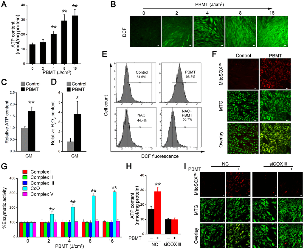 PBMT facilitates ATP and ROS generation by increasing mitochondrial CcO activity. (A) Intracellular ATP content in IR-L6 myotubes 15 min after the indicated doses of PBMT. Mean ± SD, n = 4. **p vs. the PBMT-untreated group (Student’s t-test). (B) Monitoring of ROS generation stimulated by the indicated doses of PBMT in IR-L6 myotubes. ROS (green) was stained with H2DCFDA. Scale bar, 10 μm. (C, D) Intracellular ATP (C) and H2O2 (D) content in GMs 15 min after 8 J/cm2 PBMT. Mean ± SD, n = 4. **p vs. the control group (Student’s t-test). (E) Flow cytometry (FACS) analysis of ROS generation in IR-L6 myotubes 15 min after the indicated treatments. Cells were pre-cultured with N-acetylcysteine (NAC; 250 μM) 1 h before PBMT. Mean ± SD, n = 3. *p p vs. the control group; ##p vs. the indicated group (Student’s t-test). (F) Representative fluorescence images of O2•– (red) and mitochondria (green) in IR-L6 myotubes treated with or without 8 J/cm2 PBMT. O2•– was stained with MitoSOXTM; mitochondria were stained with MitoTracker Green (MTG). Scale bar, 10 μm. (G) Enzymatic activity of Complex I, II, III, CcO, and V in IR-L6 myotubes after the indicated doses of PBMT. Mean ± SD, n = 4. **p vs. the PBMT-untreated group (Student’s t-test). (H, I) Intracellular ATP content (H) and representative fluorescence images of O2•– (red) and mitochondria (green) (I) in IR-L6 myotubes transfected with negative-control siRNA (NC) or COXIII siRNA (siCOXIII) 15 min after 8 J/cm2 PBMT. Mean ± SD, n = 4. **p vs. the PBMT-untreated groups (Student’s t-test). Scale bar, 10 μm.