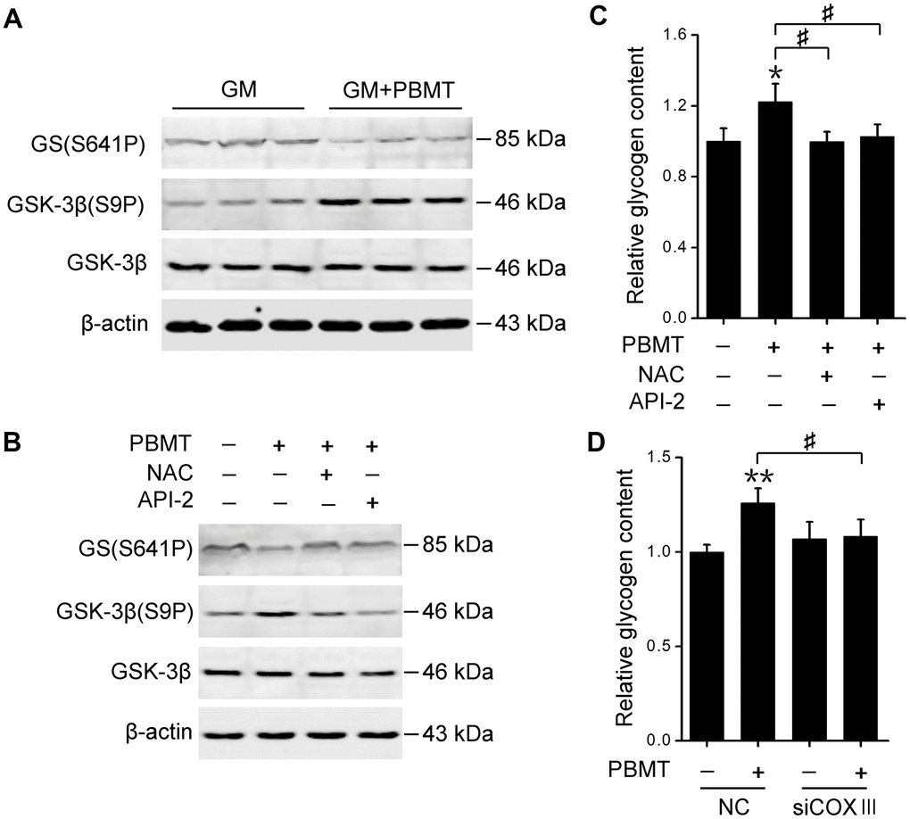 Activation of AKT signaling restores GS activity in skeletal muscle after PBMT. (A, B) Immunoblot analysis of GSK-3β(S9P) and GS(S641P) in GM (A) and IR-L6 myotubes (B) 30 min after the indicated treatments. (C) Glycogen content was measured in IR-L6 myotubes 30 min after 8 J/cm2 PBMT in the presence of either NAC or API-2 every 12 h for 1 day. Mean ± SD, n = 4. *p vs. the PBMT-untreated group; #p vs. the indicated groups (Student’s t-test). (D) Glycogen content in IR-L6 myotubes transfected with NC or COXIII siRNA. The myotubes treated with 8 J/cm2 PBMT every 12 h for 1 day. Six hours after the last PBMT, glycogen was measured. Mean ± SD, n = 4. **p vs. the PBMT-untreated group; #p vs. the indicated group (Student’s t-test).