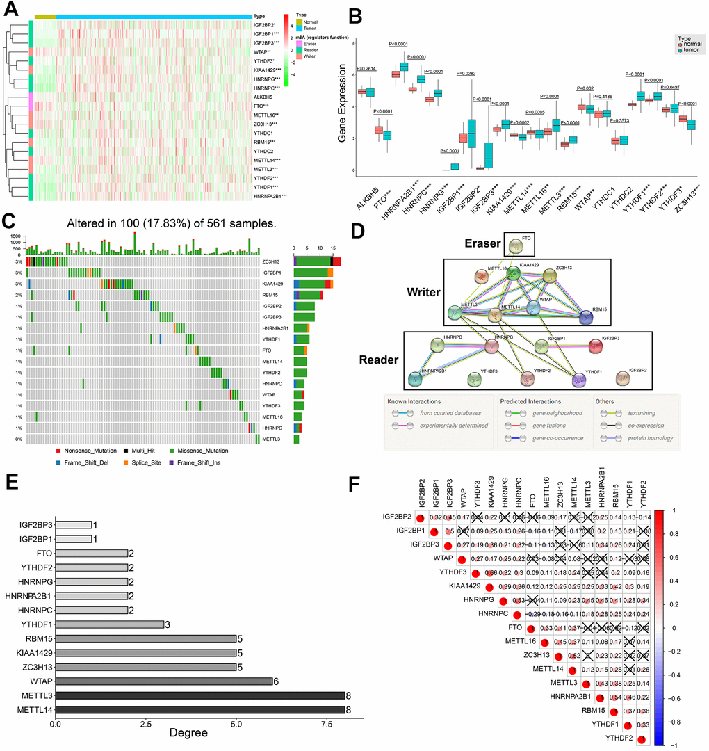 Expression patterns of twenty m6A regulatory genes in LDAC tissues and protein-protein interaction network analysis of m6A regulatory genes. (A) Heat map shows expression levels of 20 m6A regulatory genes in 59 normal lung and 535 LADC tissues. Note: *0.01 ≤ P B) Boxplot shows differential expression of the 20 m6A regulatory genes in LADC tissues compared to normal lung tissues. Note: *0.01 ≤ P C) Single nucleotide variations in seventeen m6A regulatory genes based on analysis of 561 LADC patient tissues. (D) PPI network analysis of seventeen m6A regulatory genes using STRING database. (E) The interacting numbers of each gene with the other sixteen genes. If the value of one gene is equal to 1, it means that only one of the other sixteen genes was interacted with this gene. (F) Spearman correlation analysis between 17 m6A regulatory genes. Blue indicates negative correlation in comparison with red indicating positive correlation. All the correlation coefficients are shown in the squares, and the areas of circles in the squares are positive correlated with the absolute value of corresponding correlation coefficients. Squares containing crosses denotes the P-values of correlation analyses are above 0.05.