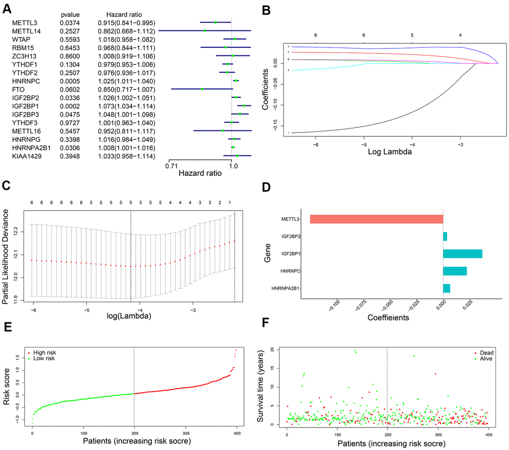 Development of a five-gene prognostic signature. (A) The forest plots show association between expression levels of seventeen m6A regulatory genes and OS of LADC patients as determined by the univariate Cox regression model. (B) LASSO coefficients profiles of the six potentially prognostic m6A regulatory genes. (C) The coefficients of five prognostic m6A regulatory genes based on lambda.min using 10-fold cross validation. (D) The co-efficient distributions of the five prognostic m6A regulatory genes. (E) The distribution of risk scores in the training set LADC patients from the TCGA database. (F) The distribution of risk scores of the training set TCGA-LADC patients relative to their OS status.