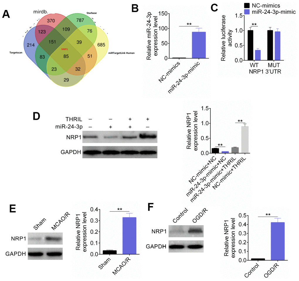 NRP1 was the target of miR-24-3p. (A) The binding site of NRP1 and miR-24-3p. (B) RT-qPCR was used for detection of miR-24-3p transfection efficiency. (C) The fluorescence intensity of NRP1 3'-UTR was detected by dual luciferase reporter assay. (D) Western blot detected the expression of NRP1. (E) The expression of NRP1 was significantly higher in MCAO model. (F) The expression of NRP1 was significantly higher in OGD/R model. Data are shown as mean ± SD for three-independent experiments. **P 