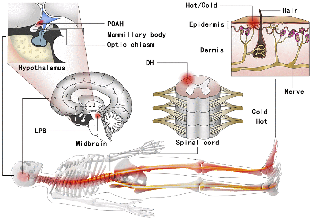 A schematic of the feedback regulation mechanism of the TCORE circuit integrating the POAH. TCORE feedback sensory signals come from thermoreceptors in the skin. Then, the signals are transmitted to the DH. Cutaneous thermoreceptor signals from the DH to the POAH that drive feedforward thermoregulatory responses are integrated with a variety of currently unidentified inputs in the LPB of the pons. TCORE: constant body core temperature; POAH: preoptic and anterior hypothalamic region; DH: dorsal horn; LPB: lateral parabrachial nucleus.