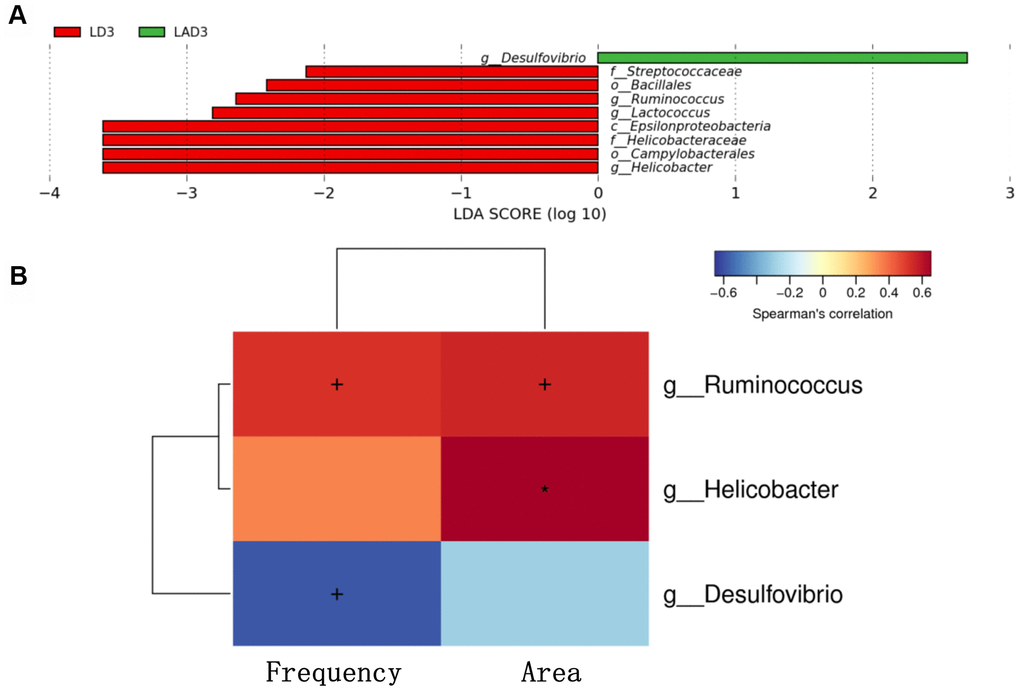 Linear discriminant analysis effect size (lefse) was used to analyze the species abundance of LD3 and LAD3 groups. Spearman correlation thermography was used to analyze the correlation between different species and intestinal motility indexes (frequency, area) between LD3 and LAD3 groups. (A) Lefse analysis was used to compare the main functional species between LD3 and LAD3 groups. (B) Spearman correlation heat map was used to compare the correlation between LD3 and LAD3 groups and the frequency and area of intestinal motility index. Ruminococcus and Helicobacter were positively correlated with frequency and area, while Desulfovibrio was negatively correlated. (p 