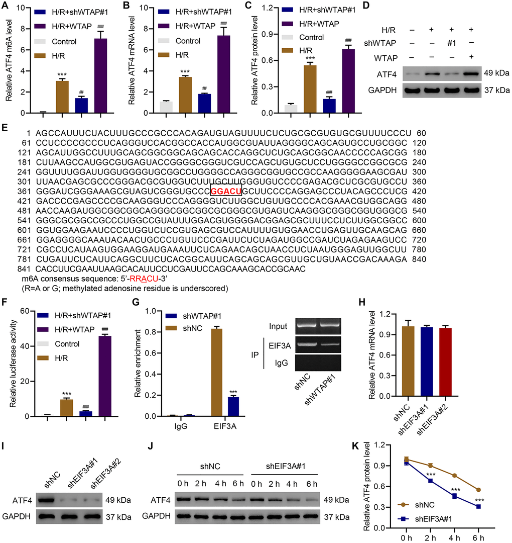 Identification of ATF4 as a target of WTAP. AC16 cells were transduced with WTAP shRNA or WTAP-overexpressing plasmids and underwent H/R for 48 h. (A) MeRIP-qPCR analysis of ATF4 5′UTR m6A levels. (B–D) Expression of ATF4. (E) Analysis of TFEB 5′UTR showed a match to 5′-RRACU-3′ m6A consensus sequence. (F) Luciferase activity assay. (G) Binding of EIF3A to ATF4 mRNA was measured by RIP and qRT-PCR. (H, I) The ATF4 expression in AC16 cells transduced with EIF3A shRNAs. (J, K) Western blot analysis of ATF4 protein level upon CHX treatment in AC16 cells transduced with EIF3A shRNA. All experiments were repeated at least three times, and data are represented as mean ± SD. ***P ##P ###P 