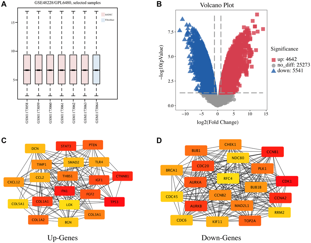 Identification of DEGs and the PPI network analysis in hADSC. (A) the GSE48228 microarray dataset obtained from the GEO database after normalization. (B) volcano plot of the DEGs. (C) the mapped networks for the top 20 hub upregulated genes. (D) the mapped networks for the top 20 hub downregulated genes.