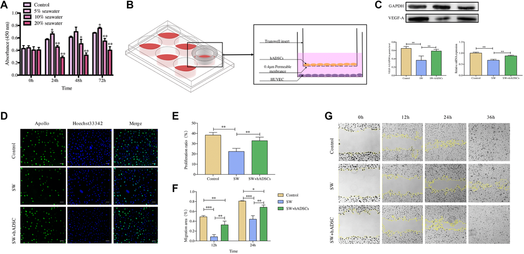 Effect of hADSCs on the proliferation and migration of HUVEC in vitro. (A) CCK8 assay results showed that the proliferation of HUVEC was significantly inhibited following exposure to 10% seawater concentration. (B) transwell coculture system schematic. (C) the effects of seawater and hADSC on the protein and mRNA expression of VEGFR in HUVEC. (D–E) the effects of seawater and hADSC on HUVEC proliferation. Proliferating HUVEC were stained with green fluorescence, and all nuclei were stained with blue fluorescence. Scale bars indicate 100 μm. (F–G) the effects of seawater and hADSC on HUVEC migration. *P **P ***P 