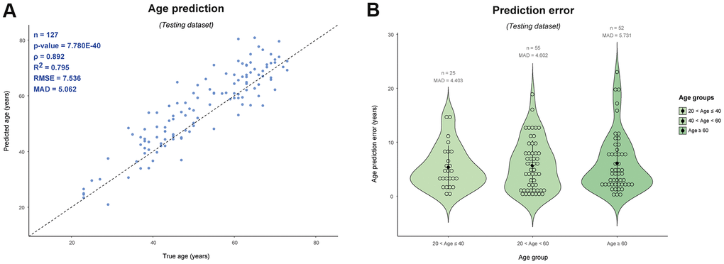 Age prediction of male samples included in the testing set of this study (n = 127) using the publically available Horvath age predictor based on 353 autosomal CpGs [1]. (A) Predicted vs. true age and (B) age prediction errors per age category. ρ: Spearman correlation coefficient, RMSE: root mean square error, MAD: mean absolute deviation.