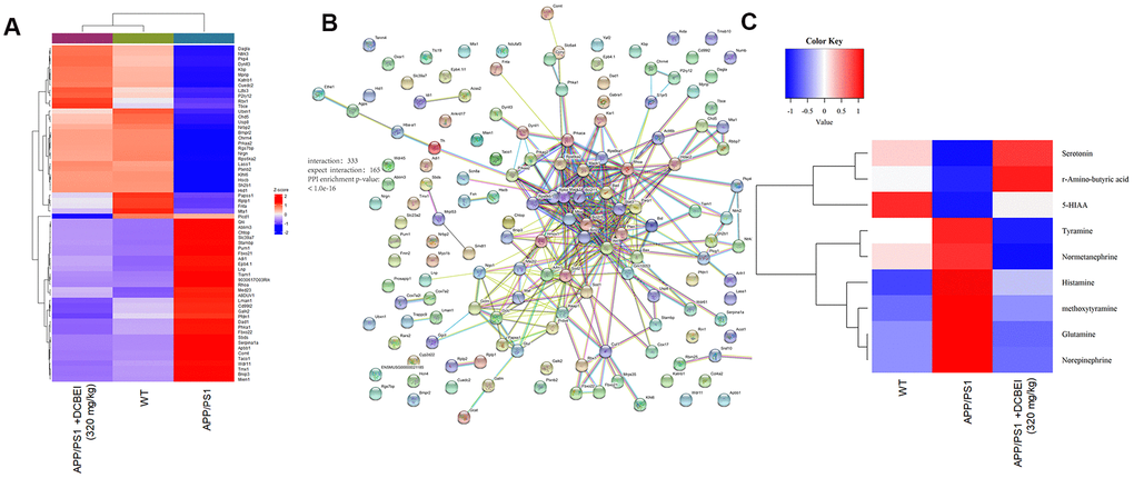 Proteomic and metabonomic profiling of the effects of DCBEI in APP/PS1 mice. (A) Heat map of differentially expressed factors (n = 3). (B) The relationship between proteins processed through STRINGdb. (C) Serum neurotransmitter levels were quantified using HPLC-MS/MS. Significant differences in the levels of nine neurotransmitters (R-amino-butyric acid, norepinephrine, 5-HIAA, serotonin, methoxytyramine, histamine, tyramine, glutamine and normetanephrine) was observed (n = 3).