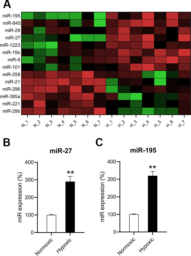 miR-27 and miR-195 were upregulated in hypoxia-exposed cardiomyocytes. (A) Microarray showed the differentially expressed genes in cardiomyocytes under normoxia (N; n = 7) and hypoxia (H,]; n = 7). (B, C) RT-qPCR was performed to show the expression of miR-27 and miR-195 in the isolated cardiomyocytes under normoxia and hypoxia (n = 3). **P 
