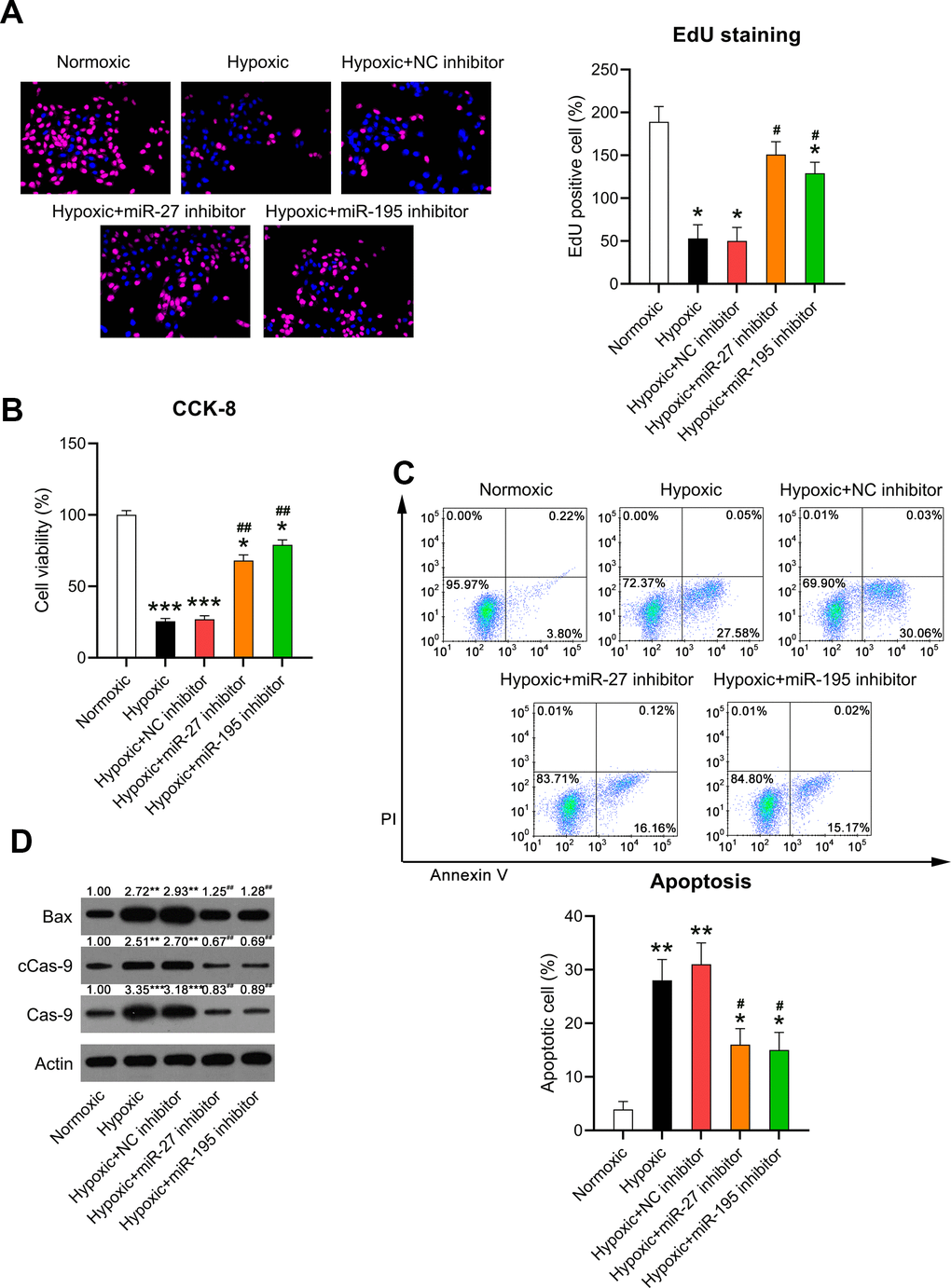 Effect of miR-27 and miR-195 inhibition on the viability of hypoxia-induced cardiomyocytes. Isolated cardiomyocytes were transfected with NC, miR-27, and miR-195 inhibitors for 24 h followed by hypoxia treatment for 24 h. Cells under normoxia served as controls. (A) EdU staining was performed to detect the proliferation of cells in each group. (B) The CCK-8 assay revealed the cell viability in each group. (C) Annexin V-FITC/PI flow cytometry was utilized to detect the apoptotic proportion of cardiomyocytes. (D) WB was utilized to detect the levels of Bax, caspase-9, and cleaved caspase-9 (n = 3). *P #P ##P 