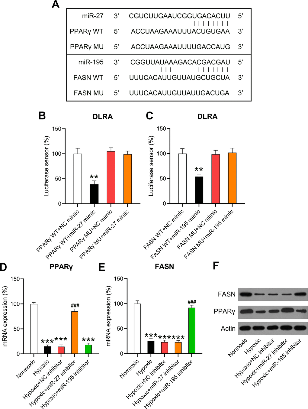 miR-27 and miR-195 targeted the 3’-UTRs of PPARγ and FASN. (A) Bioinformatic analysis showed that the 3’-UTRs of PPARγ and FASN had binding sites in the sequences of miR-27 and miR-195. (B, C) The DLRA was performed by co-transfection of luciferase reporter containing the WT or MU-binding sites of PPARγ and FASN with miR-27 and miR-195 mimics into cardiomyocytes. (D–F) Isolated cardiomyocytes were transfected with NC, miR-27, and miR-195 inhibitors for 24 h followed by hypoxia treatment for 24 h. Cells under normoxia served as controls. RT-qPCR and WB were utilized to detect the expression levels of PPARγ and FASN mRNA and protein in isolated cardiomyocytes in each group (n = 3). **P ###P 