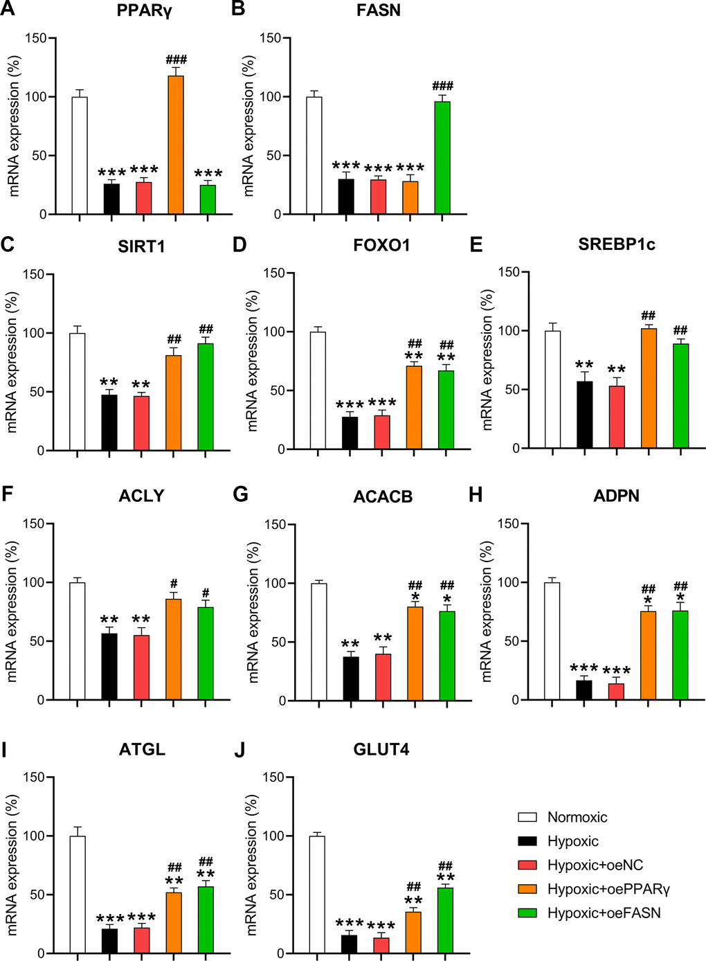 Effect of PPARγ and FASN overexpression on hypoxia-influenced MR. Isolated cardiomyocytes were transfected with pcDNA3-NC, pcDNA3-PPARγ, and pcDNA3-FASN for 24 h followed by hypoxia treatment for 24 h. Cells under normoxia served as controls. RT-qPCR was performed to detect the mRNA expression levels of (A) PPARγ, (B) FASN, (C) SIRT1, (D) FOXO1, (E) SREBP1c, (F) ACLY, (G) ACACB, (H) ADPN, (I) ATGL, and (J) GLUT4 in the isolated cardiomyocytes in each group (n = 3). *P #P ##P 