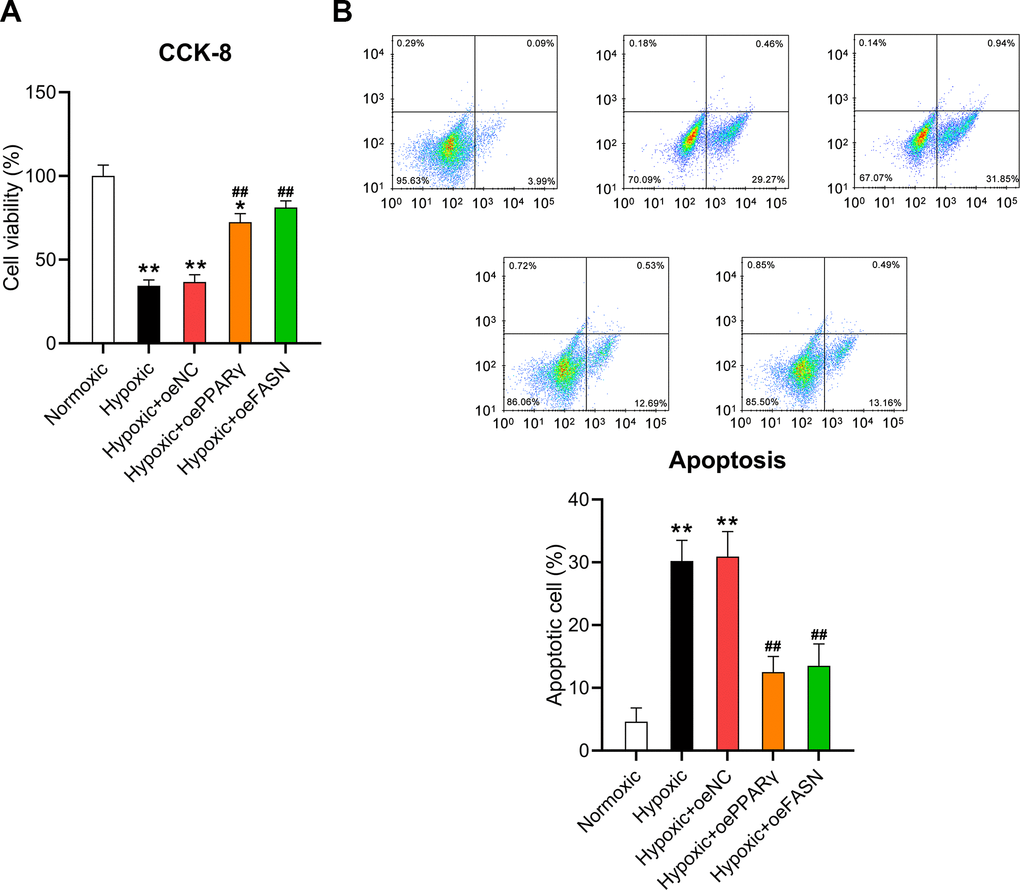 Effect of PPARγ and FASN overexpression on the viability of hypoxia-induced cardiomyocytes. Isolated cardiomyocytes were transfected with pcDNA3-NC, pcDNA3-PPARγ, and pcDNA3-FASN for 24 h followed by hypoxia exposure for 24 h. Cells under normoxia served as controls. (A) The CCK-8 assay revealed the cell viability in each group. (B) Annexin V-FITC/PI flow cytometry was utilized to detect the proportion of apoptotic cardiomyocytes (n = 3). *P ##P 