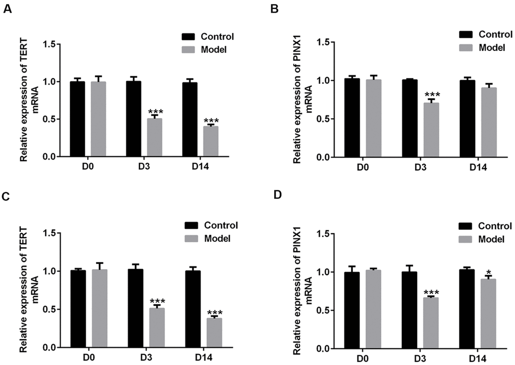 The changes in TERT and PINX1 expression during the acute stage and convalescent phase of lung injury in rats induced by LPS. The levels of (A) TERT and (B) PINX1 in serum and (C) TERT and (D) PINX1 levels in lung tissues were determined using RT-qPCR. *P***P