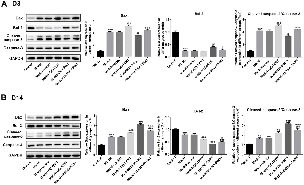 TERT overexpression, PINX1 silencing or PINX1 overexpression presented different effects on the expression of apoptosis-related proteins. The expression of apoptosis-related proteins on (A) D3 and (B) D 14 was detected using western blot analysis. **P***P#P##P###PΔPΔΔΔP