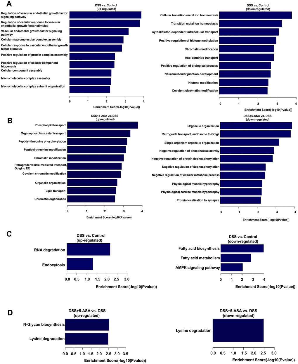 GO and KEGG pathway analysis of differentially expressed circRNA-associated genes. Top ten enriched BP terms in DSS vs. control (A) and DSS+5-ASA vs. DSS (B) group. All pathways in DSS vs. Control (C) and DSS+5-ASA vs. DSS (D) group.