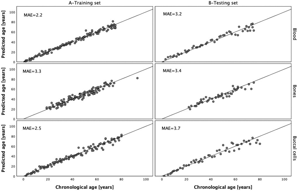 Predicted vs. chronological age in the blood, bones and buccal cells training and testing sets.