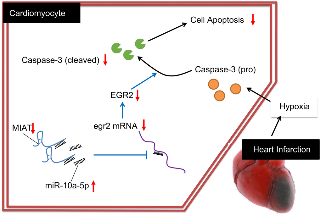 Regulatory mechanism of MIAT in MI mice with the involvement of miR-10a-5p and EGR2. Inhibition of the MIAT induces miR-10a-5p-dependent inhibition of EGR2 and reduces the production of cleaved caspase-3, ultimately suppressing the apoptosis of cardiomyocytes.