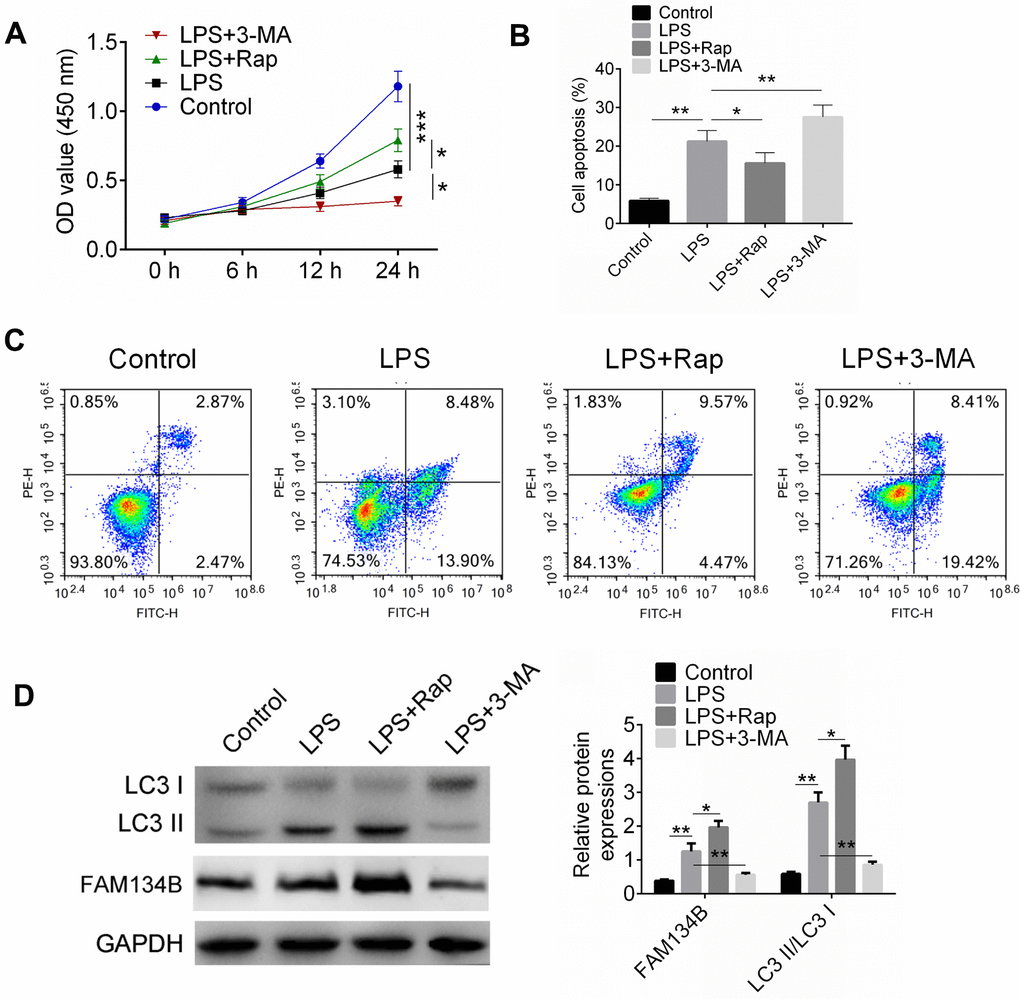 FAM134B expression was increased in LPS-treated mouse cardiomyocytes. (A) Cardiomyocytes were treated with LPS, or LPS+RAP, or LPS+3-MA. Cell proliferation was examined by CCK8 assay. (B, C) Cell apoptosis was measured by Annexin V/PI staining. (D) The expressions of LC3-II/I and FAM134B were identified by western blot analysis. Data are shown as mean ± SD. *P