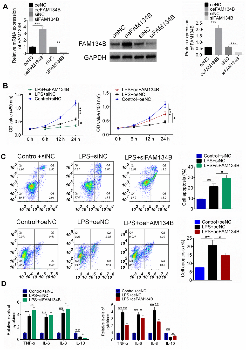 The effect of FAM134B on LPS-treated mouse cardiomyocytes. (A) Cardiomyocytes were transfected with oeNC, oeFAM143B, siNC, siFAM134B, and the mRNA and protein expressions of FAM134B were detected by RT-PCR and western blot analysis. (B) Cardiomyocytes with transfection were then treated with LPS, and cell proliferation was identified by CCK8 assay. (C) Cell apoptosis was examined by Annexin V/PI staining. (D) The release of inflammatory factors was evaluated by ELISA. Data are shown as mean ± SD. *P