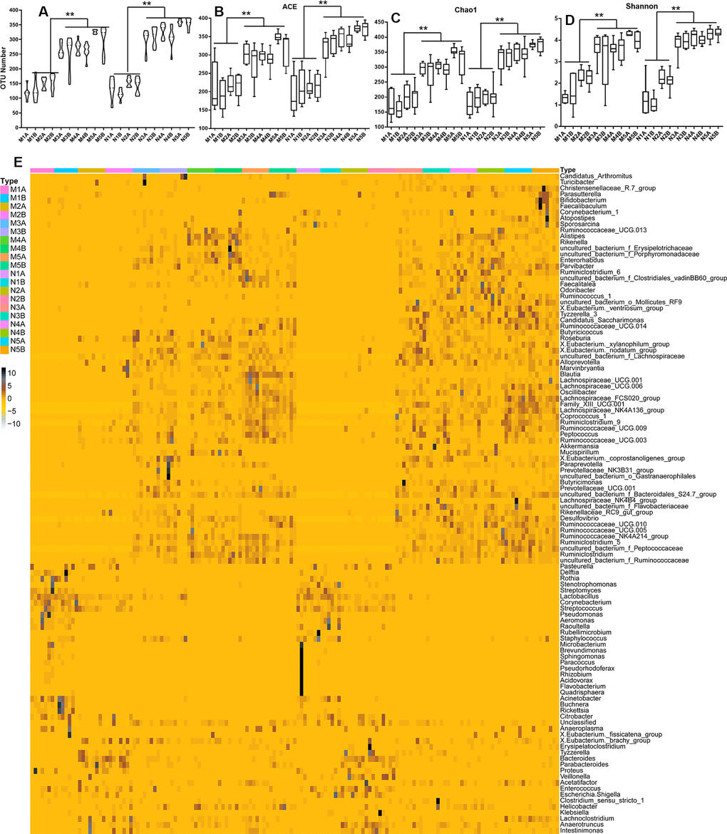 Influences of maternal high sugar and fat diet on the gut microbiota of offspring during the growth stage. (A) The OTUs number of high sugar and fat diet (HSHF) group were low than in the standard diet; the 16S rRNA analysis showed significant differences for the abundance-based covered estimator (ACE, B), Chao 1 (C) and Shannon (D) indexes (p E) the heatmap of genus bacterial of the whole gut microbiota compositions of the offspring birth from the standard diet and HSHF-diet fed mother at different growth phase (7, 14, 21, 28, 56 days). Also see in Supplementary Figures 1–4. The symbol of N1A is the 7-day control male samples, N1B is the 7-day control female samples, and N2A for 14-day, N3A for 21-day, N4A for 28-day, N5A for 56-day male samples, N2B for 14-day, N3B for 21-day, N4B for 28-day, N5B for 56-day female samples; M1A is the 7-day HSHF male samples, M1B is the 7-day HSHF female samples, and M2A for 14-day, M3A for 21-day, M4A for 28-day, M5A for 56-day male samples, M2B for 14-day, M3B for 21-day, M4B for 28-day, M5B for 56-day female samples. Data are presented as the means ± SD of 8 independent experiments. *p **p vs. the model group by one-way ANOVA, followed by the one-way analysis of variance (ANOVA) at p 