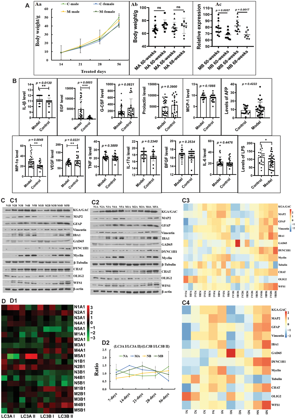 Influences of maternal high sugar and fat diet on autophagy and neurodevelopment of offspring during the growth stage. (A) Changes on the body weight; (B) Changes on inflammatory factors in serum; (C) the marked proteins expression of KGA/GAD, MAP2, GFAP, Vimentin, IBA1, GAD65, DYNC1H1, Myclin, Tubulin, CHAT, OLIG2 and WFS1 in brain tissues, (D) and the expression LC3A I/LC3A II/ LC3B I/LC3B II protein in brain tissues. The symbol of NA is the 16-month control male samples, NB is the 16-month control female samples; MA is the 16-month HSHF male samples, MB is the 16-month HSHF female samples. Data are presented as the means ± SD of more than 8 independent experiments, and more than 3 independent experiments in Western bolting. *p **p vs. the model group by one-way ANOVA, followed by the one-way analysis of variance (ANOVA) at p 