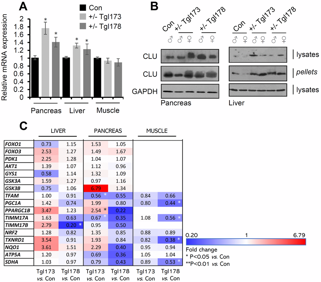 CLU is overexpressed in the pancreas and liver of TgI173, TgI178 (pancreas-targeted CLU OE) mice. (A) Relative clu mRNA expression levels (vs. control; littermate non-Tg animals) in the pancreas, liver, and muscle of TgI173 (+/-), TgI178 (+/-) animals. (B) Representative immunoblot analyses of shown Tg (or not) animals’ tissues samples [whole cell lysates and cell membranes (pellets)] probed with a CLU antibody; GAPDH was used as a reference. (C) Heat map indicating relative expression levels of shown genes in isolated liver, pancreas, and muscle tissues of TgI173 and TgI178 Tg vs. control (Con; littermate non-Tg) mice. Error bars ± SD (n=4-5 per mouse genotype); *Pvs. control). Statistical analyses (i.e., Pearson Correlation r and F significance) of data shown in Figure 3C are reported in Supplementary Table 3.