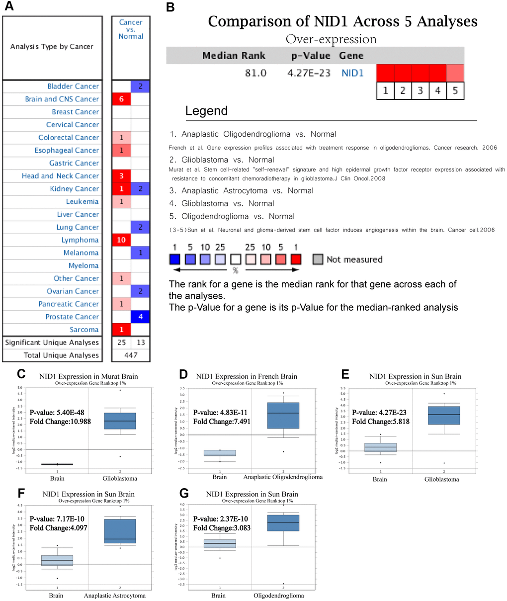 NID1 is overexpressed in several cancers including different types of glioma. (A) Summary of NID1 expression analyses in multiple cancer types and their corresponding normal tissues. (B) Summary of NID1 expression analyses in five studies related to brain and CNS cancers. Note: PC–G) NID1 expression in (C) Murat brain (normal brain vs. glioblastoma), (D) French brain (normal brain vs. anaplastic oligodendroglioma), (E) Sun brain ((normal brain vs. glioblastoma), (F) Sun brain (normal brain vs. anaplastic astrocytoma), and (G) Sun brain (normal brain vs. oligodendroglioma) datasets are shown. Note: P