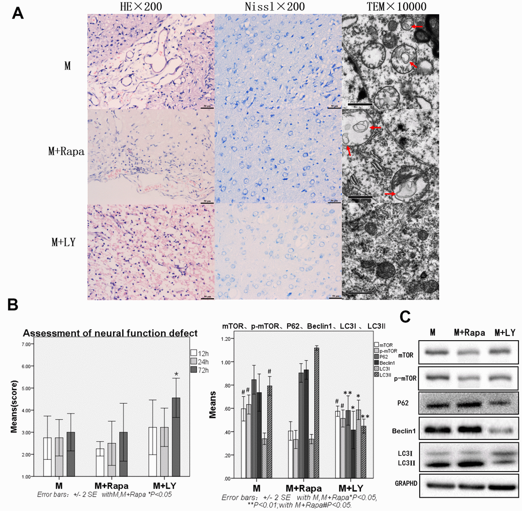 Compared with the Model group and Rapamycin group, autophagy protein was significantly decreased, and brain injury and brain function were significantly improved in the PI3K inhibitor group. (A) HE staining, Nissl staining and transmission electron microscopy of brain tissue. (B) The neural function defect score at 12h, 24h and 72h. (C) mTOR, p-mTOR, P62, Beclin 1, LC3I and LC3II by Western-blotting, n=6.